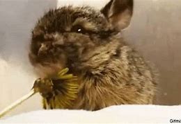 Image result for A Cute Bunny