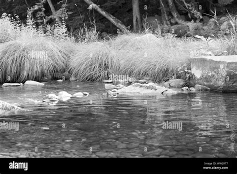 PDF Low Level Stream 的图像结果