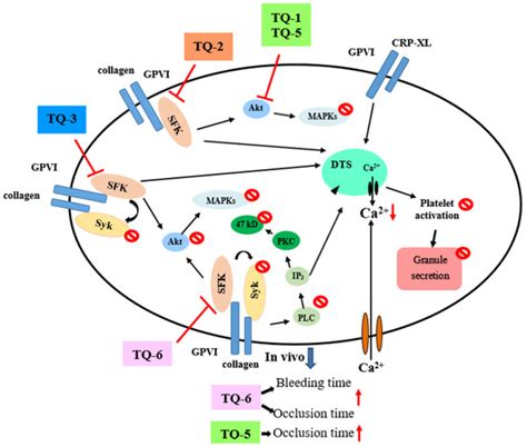 Possible Molecular Targets of Novel Ruthenium Complexes in Antiplatelet ...