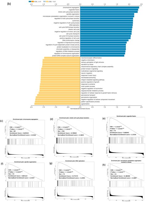 Prognostic and Therapeutic Implications of Cell Division Cycle 20 ...