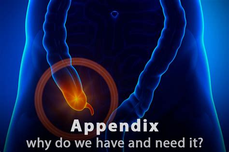 Image result for Appendix Example Website