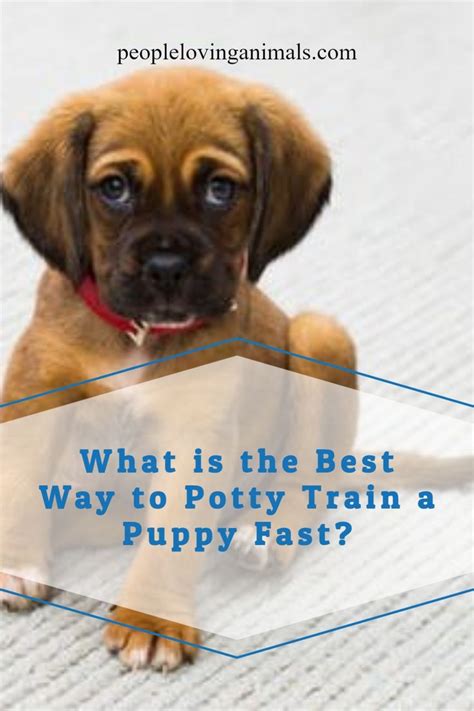 fastest way to potty train a puppy reddit