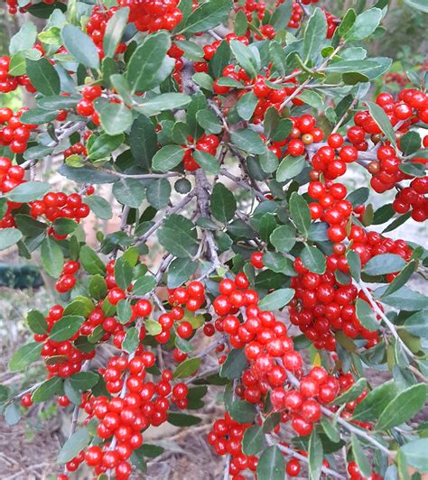 Ilex vomitoria (Yaupon Holly 'Pride of Houston') - Eco Blossom Nursery