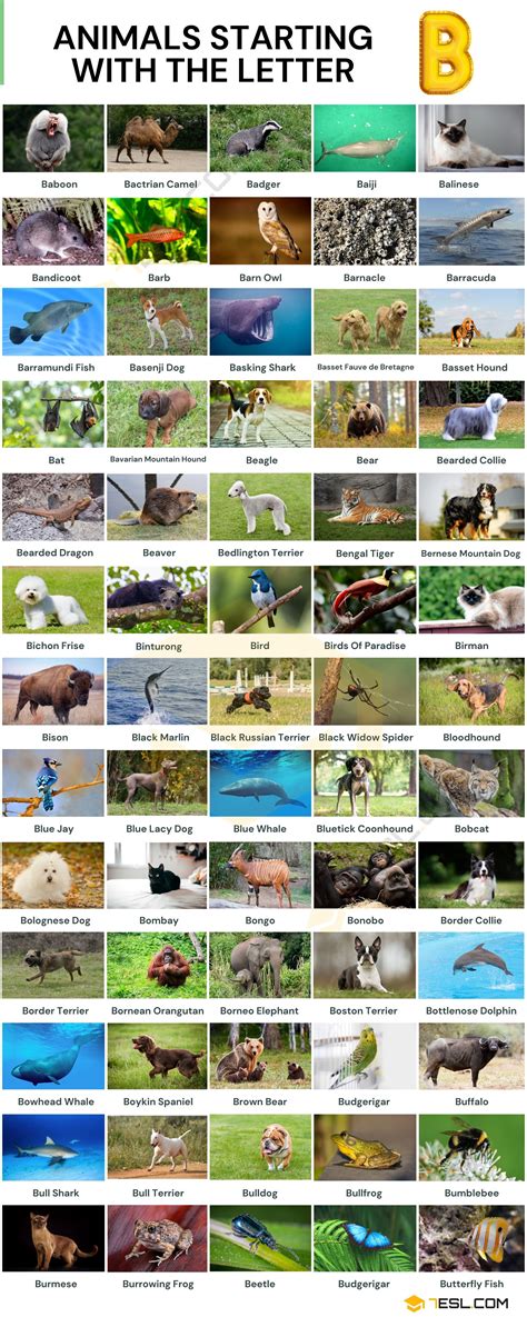 Animals Beginning With B