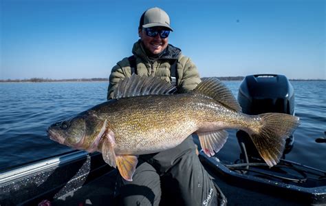 Spring Time Walleye 的图像结果