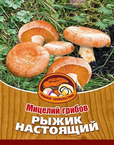 Мицелий грибов "Рыжик настоящий", субстрат. Объем 60 мл - купить по ...