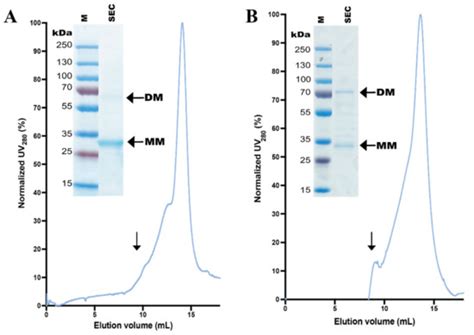 Overproduction of Human Zip (SLC39) Zinc Transporters in Saccharomyces ...