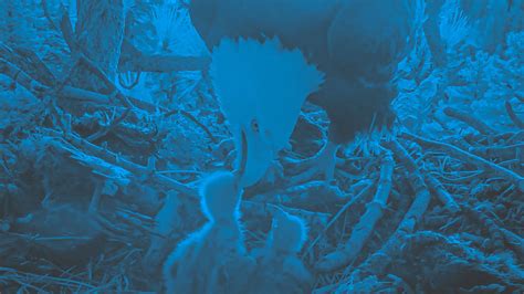 Big Bear bald eagle live cam update: chick naming after tragedy - Fast ...