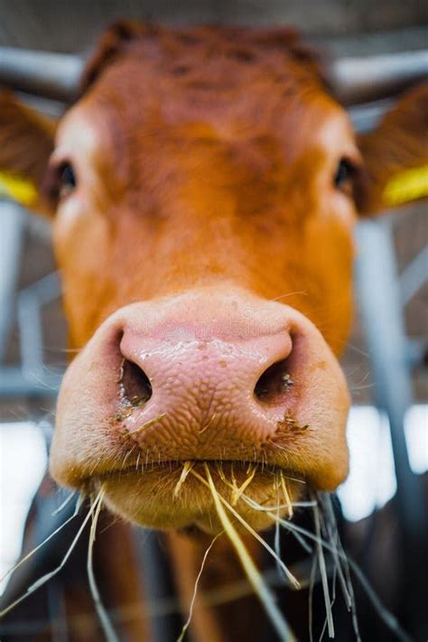 ⁠पशुओं में गलाघोंटू रोग से होने वाले नुकसान और बचाव जानिए - Know the ...