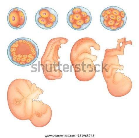 Image result for Types of Embryonic Development