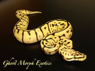Image result for Ghost Python Morph