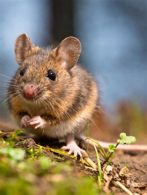 Image result for Mouse Left-Click Not Working Properly