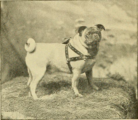 Image result for First Breeding Dogs