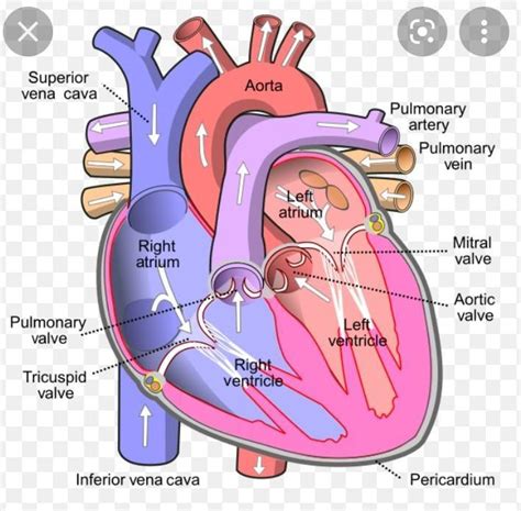 diagram of heart class 11th biology - Brainly.in
