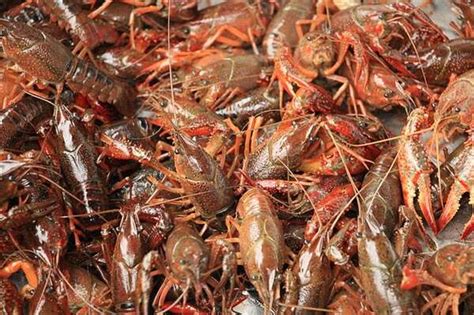 日本立法禁售小龙虾，泛滥成灾直接踩碎当饲料，网友直呼暴殄天物-美食视频-搜狐视频