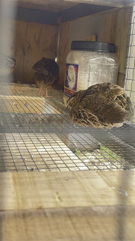 Behavior Of Quail
