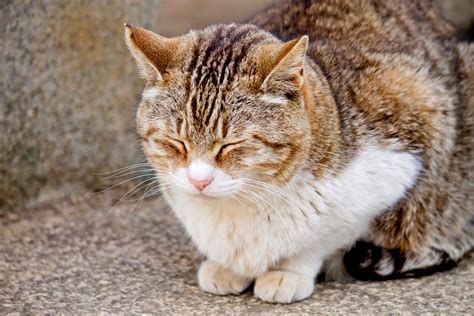 猫 画像 に対する画像結果