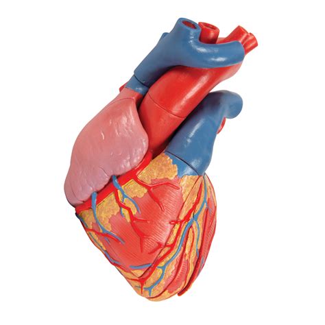 Life-Size Human Heart Model, 5 parts with Representation of Systole ...