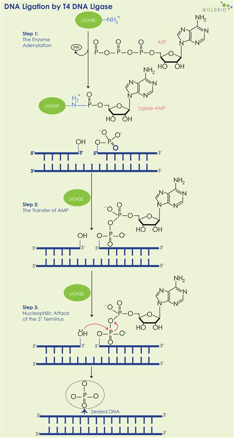 Overview of T4 DNA Ligase: What it is, how it works, reactions, and more | GoldBio