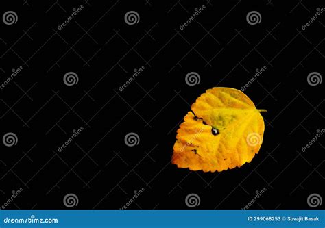 One Yellow Leaves with Black Backgrounds Texturest Stock Illustration ...
