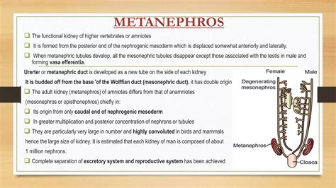 succession of kidneys in a vertebrate series | PPTX