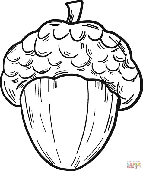 Acorn coloring page | Free Printable Coloring Pages
