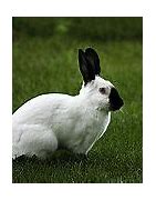 Image result for Holland Lop Rabbit Cute