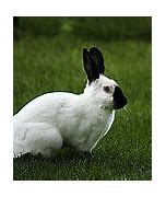 Image result for Holland Lop Bunnies Flagstaff AZ