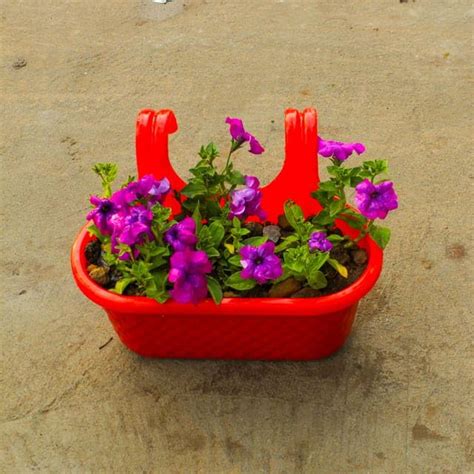 Petunia (any colour) in 12 Inch Plant sunlight Live Red Double Hook ...