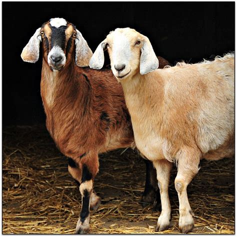 Anglo-Nubian Goats - A Crossbreed with Rich History