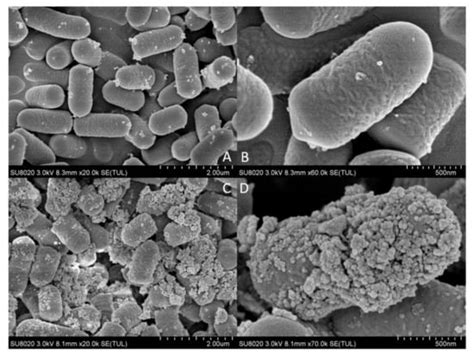 Evaluation and Proteomic Analysis of Lead Adsorption by Lactic Acid ...
