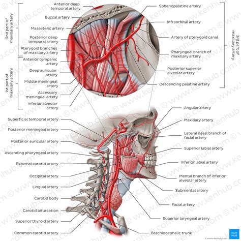 Major arteries, veins and nerves of the body: Anatomy | Kenhub