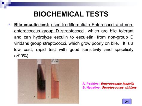 Medical Microbiology Laboratory (streptococcus spp.) | PDF