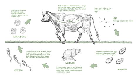 Liver Fluke | Diseases & Solutions | Farm Health First