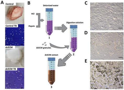 Decellularised Cartilage ECM Culture Coatings Drive Rapid and Robust ...
