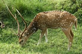 Jasrota Wildlife Sanctuary, Attractions in Jasrota Wildlife Jammu