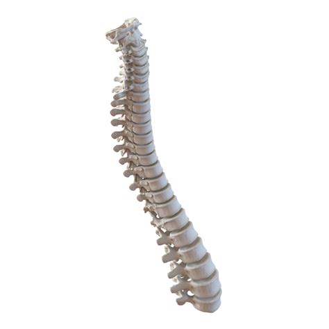 3D Spinal Cord | 3D Molier International