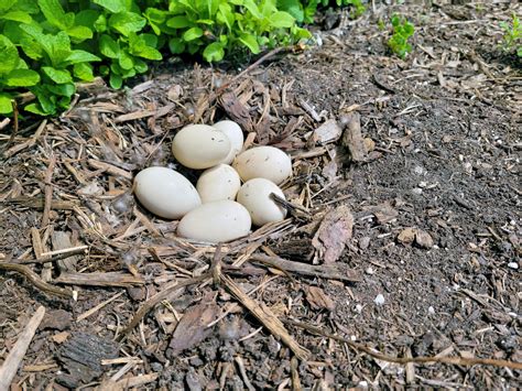 Female Mallard Duck Nesting Habits
