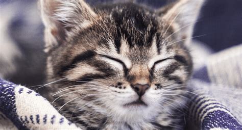 Hairballs in Cats: Causes and Treatment - IAMS