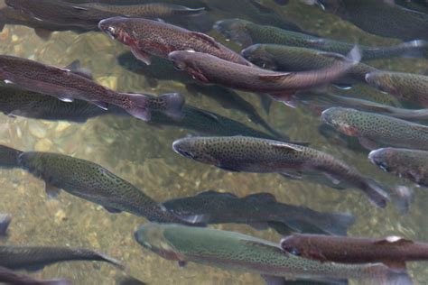 Trout Run Webcam: Capturing the Beauty of Underwater Life - flyfishtime.com