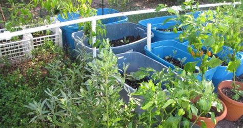 DIY PVC Pipe Watering System 的图像结果