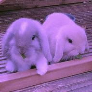 Image result for Bunnies Hugging