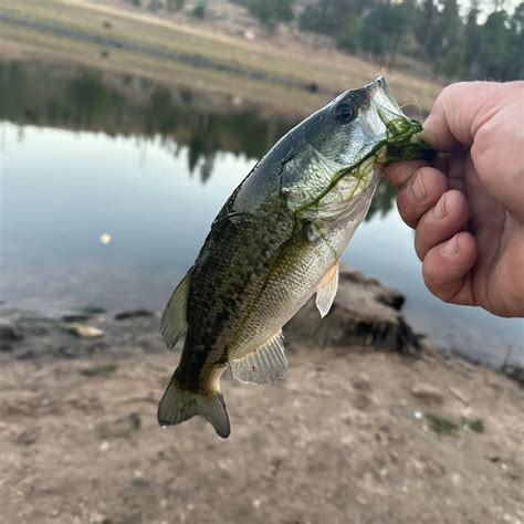 ᐅ Black Canyon Lake fishing reports🎣• Payson, AZ (United States) fishing