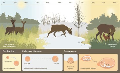 Embryo Development Pauses to Time Delivery With Ideal Conditions ...