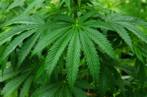All You Need To Know About Marijuana: An Unbiased 2026 Guide