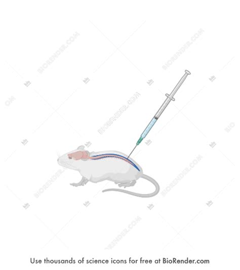 Image result for Intrathecal Injection Mouse