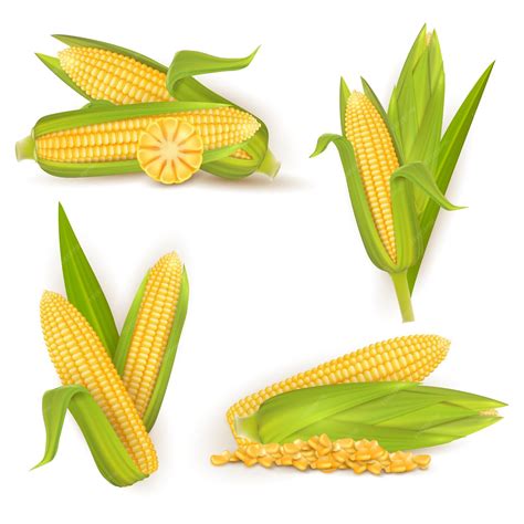 Premium Vector | Realistic sweet corn set vector isolated illustration