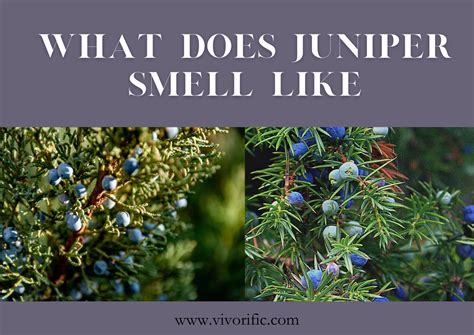 What Does Juniper Smell Like