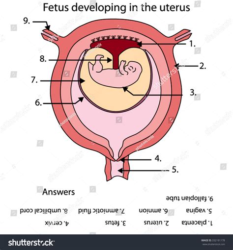 Labeled Diagram Of Developing Fetus In The Uterus. Stock Vector ...