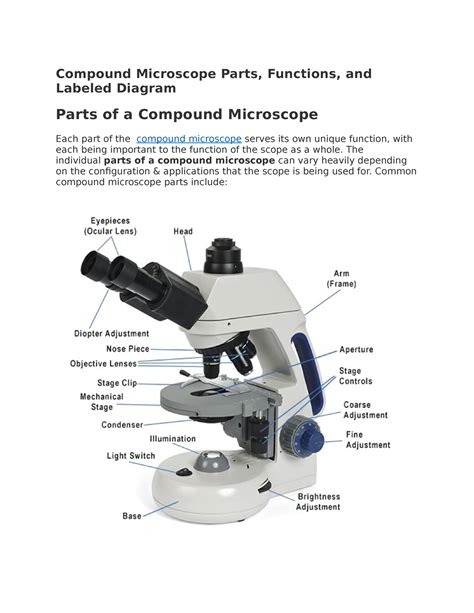 Free parts of a compound microscope worksheet, Download Free parts of a ...